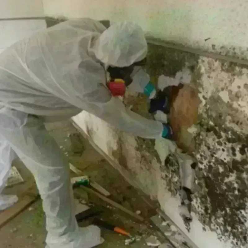 Mold Remediation and Removal in Mentor-on-the-Lake, OH